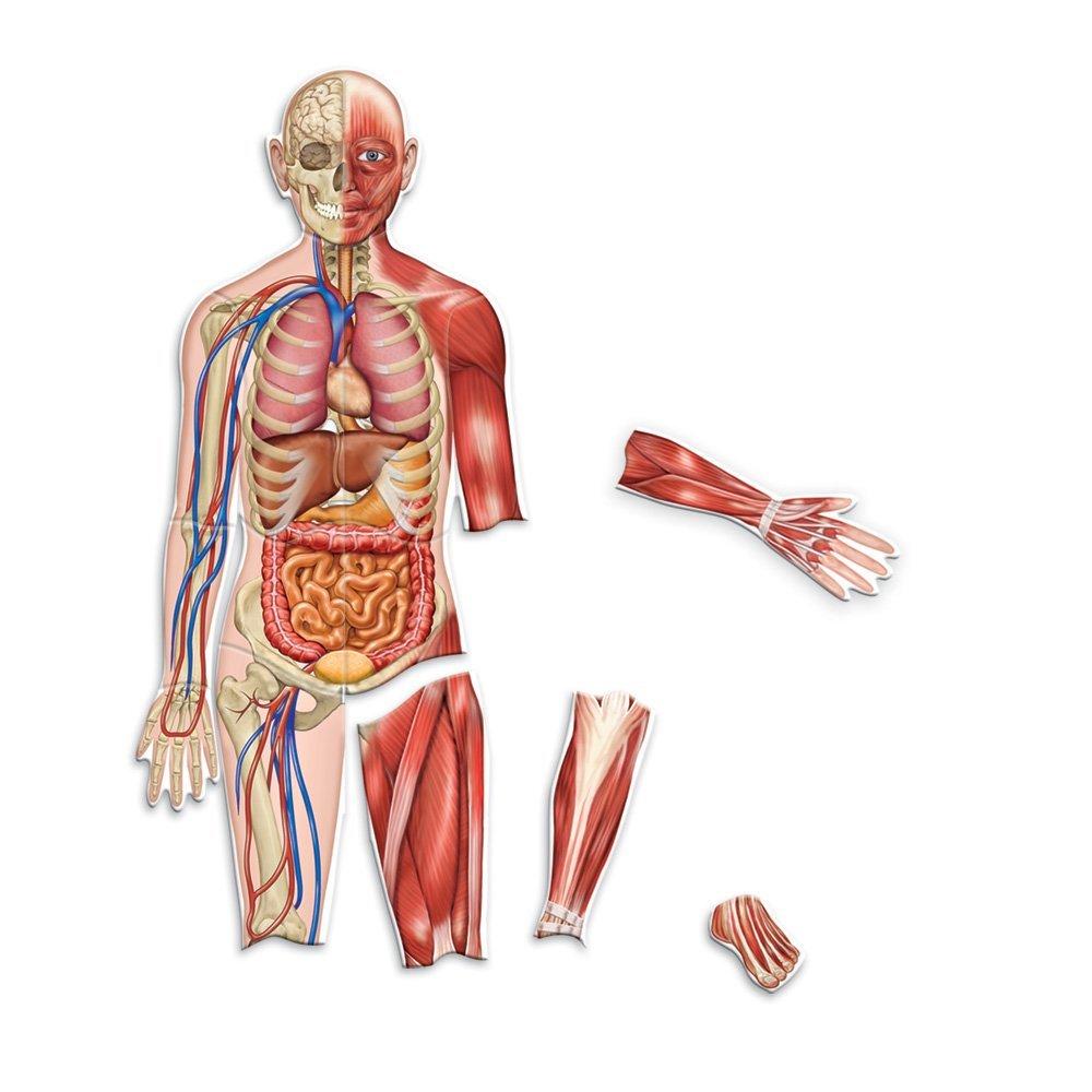 Corpul uman - set magnetic PlayLearn Toys