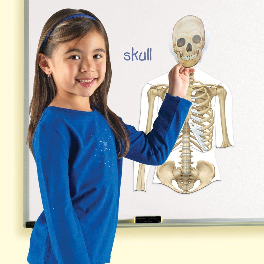 Corpul uman - set magnetic PlayLearn Toys