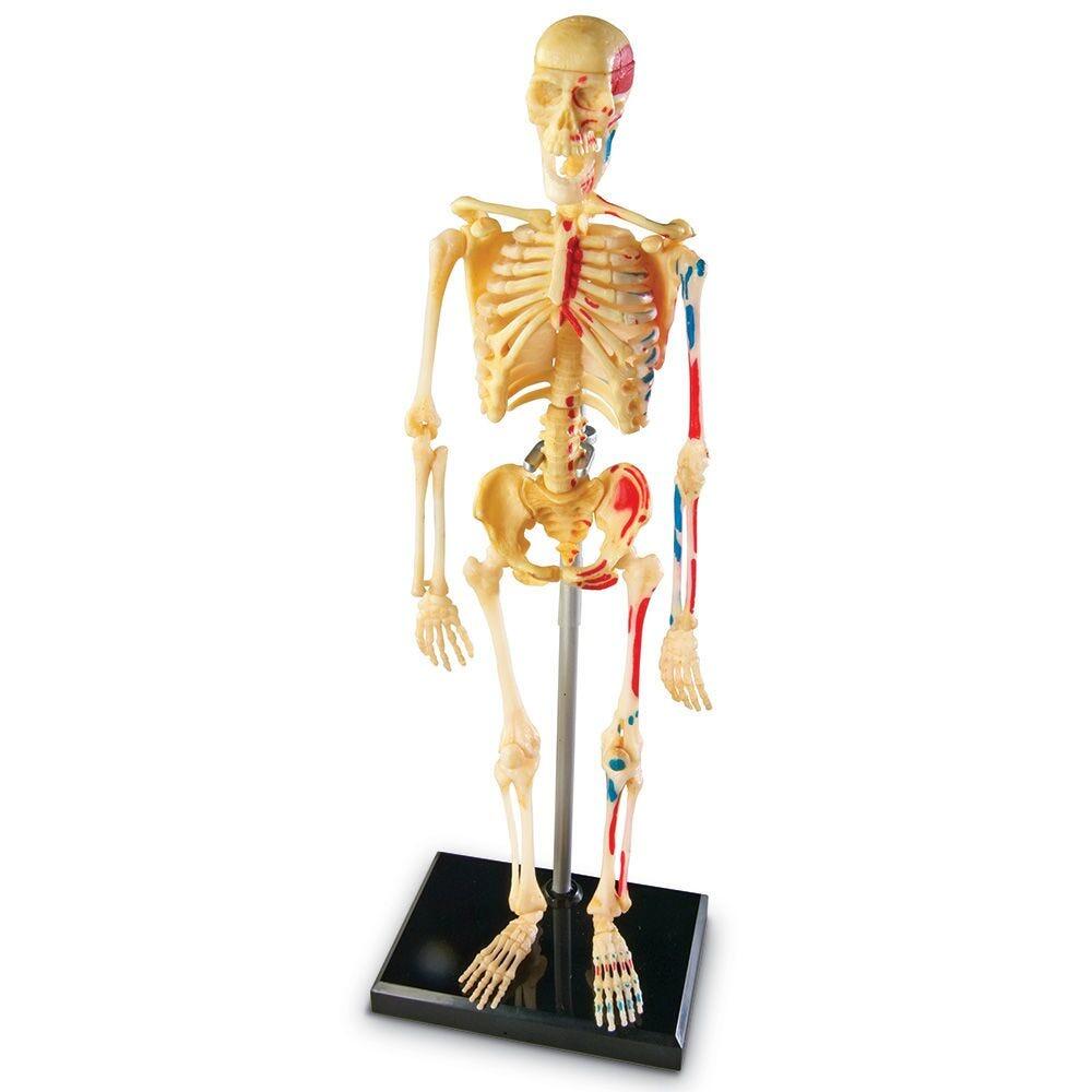 Macheta corpul uman - Schelet PlayLearn Toys
