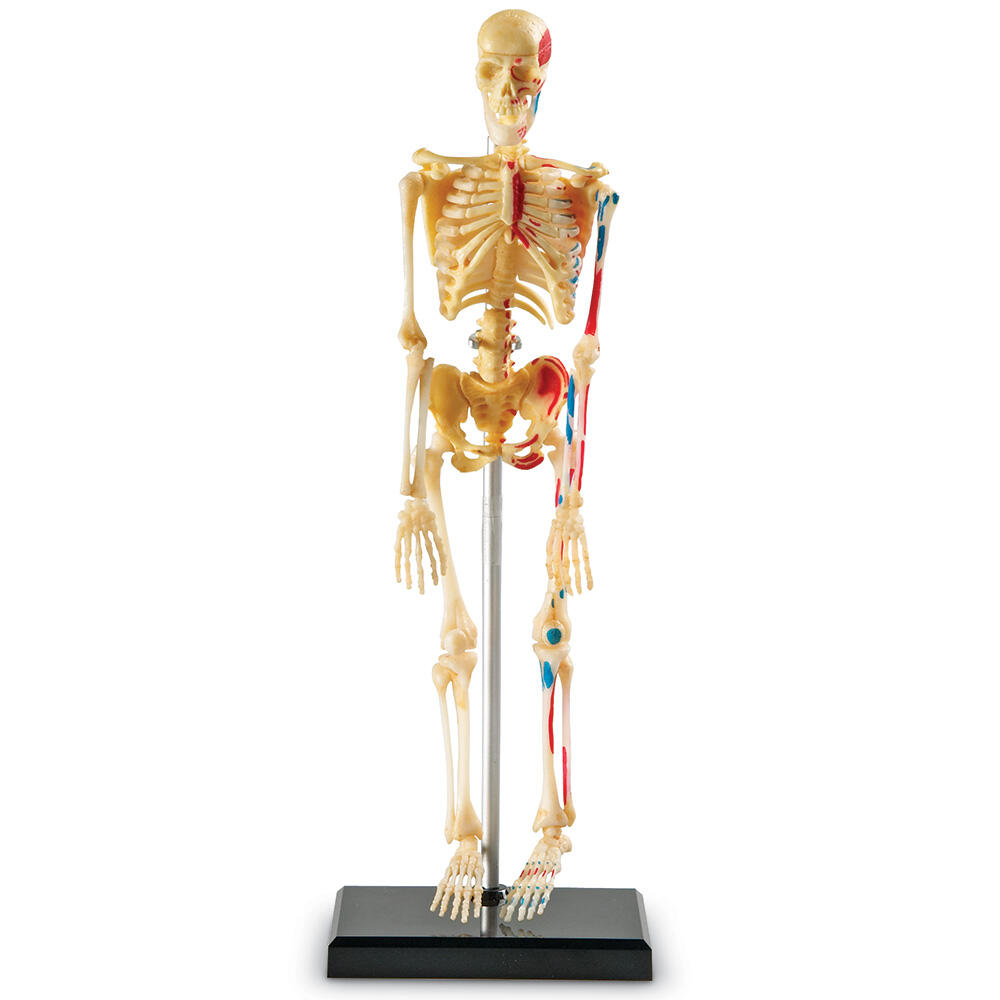 Macheta corpul uman - Schelet PlayLearn Toys
