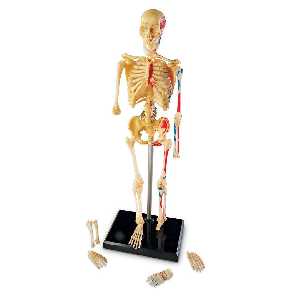 Macheta corpul uman - Schelet PlayLearn Toys