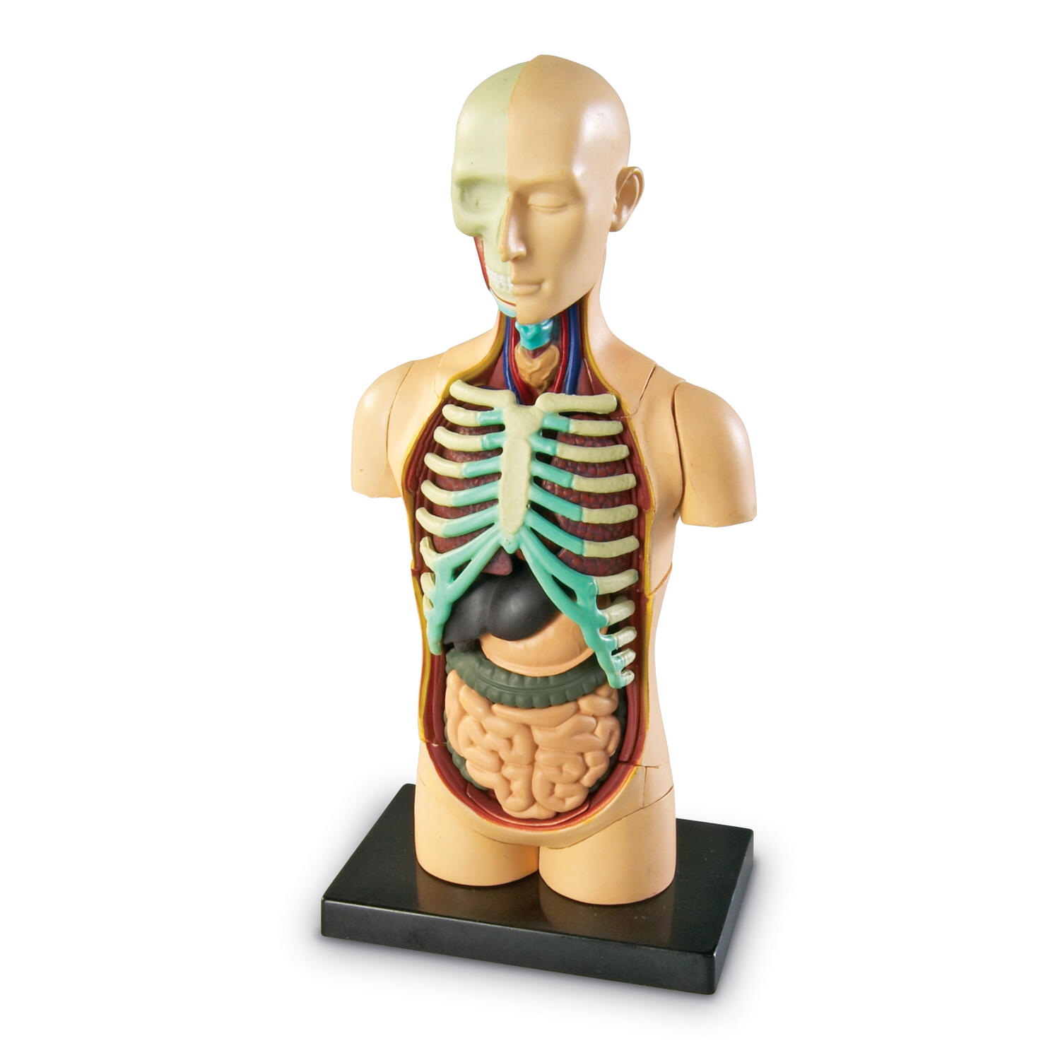 Macheta corpul uman PlayLearn Toys