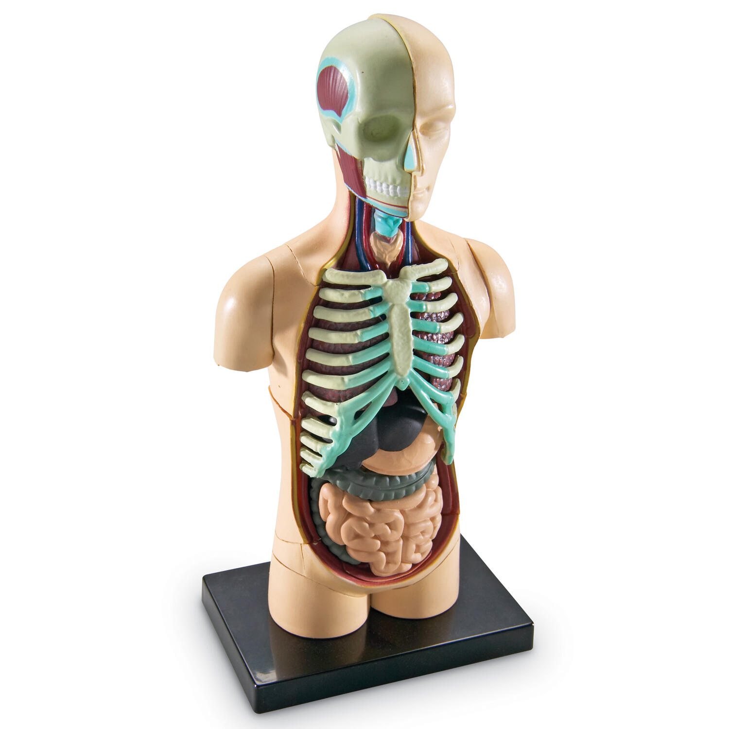Macheta corpul uman PlayLearn Toys