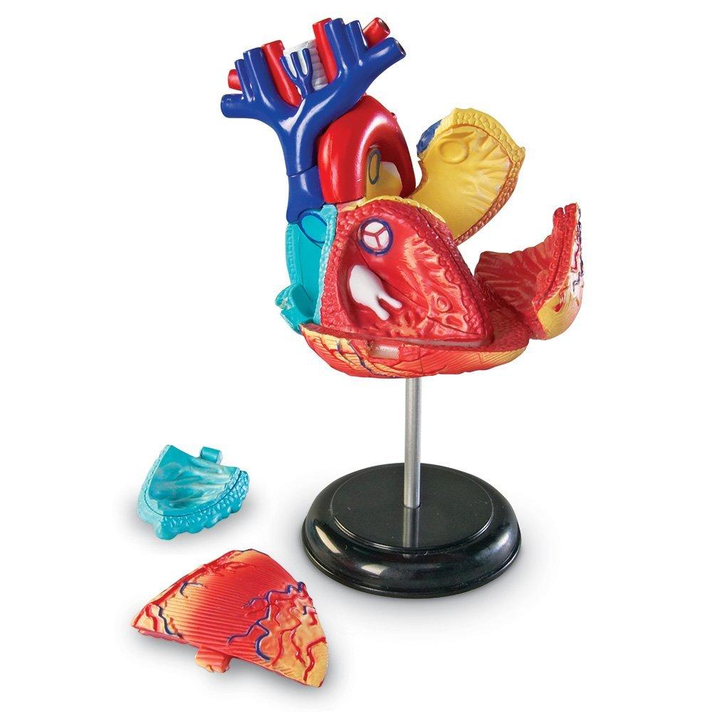 Sablon corp uman - Inima PlayLearn Toys