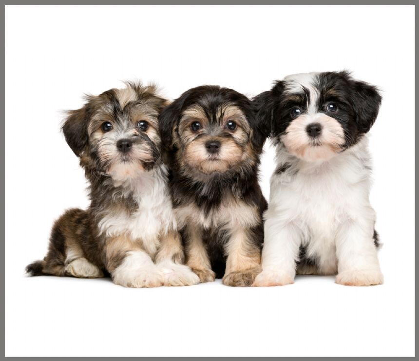 Proiector tip lanterna - Animalute dragalase PlayLearn Toys