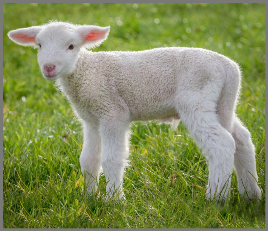 Proiector tip lanterna - Animalute dragalase PlayLearn Toys