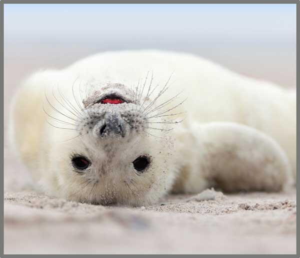 Proiector tip lanterna - Distractie cu animalute PlayLearn Toys