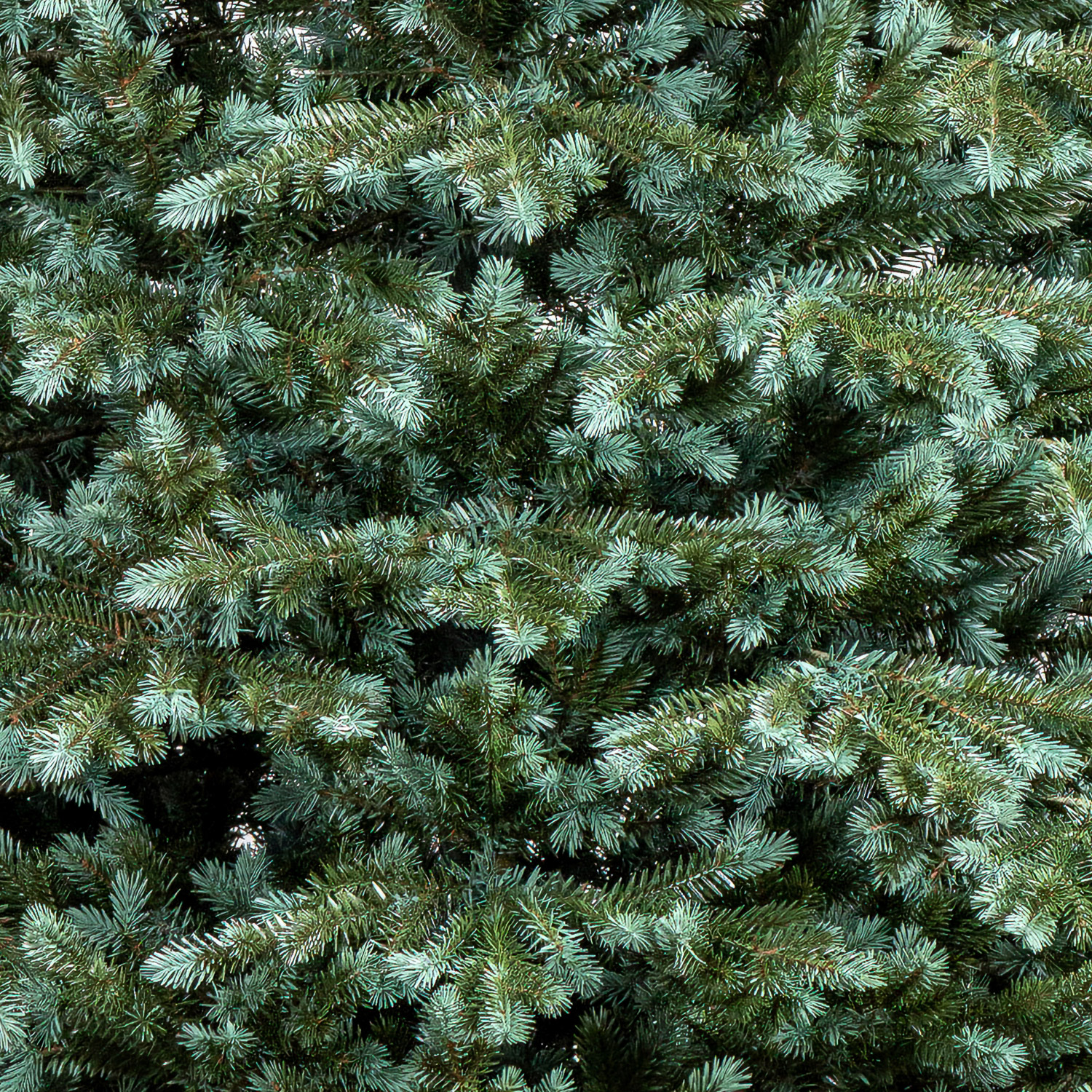Brad artificial Christmas Deluxe by Sersimo, Alaska verde argintiu, integral 3D, 210cm Household NewTrend