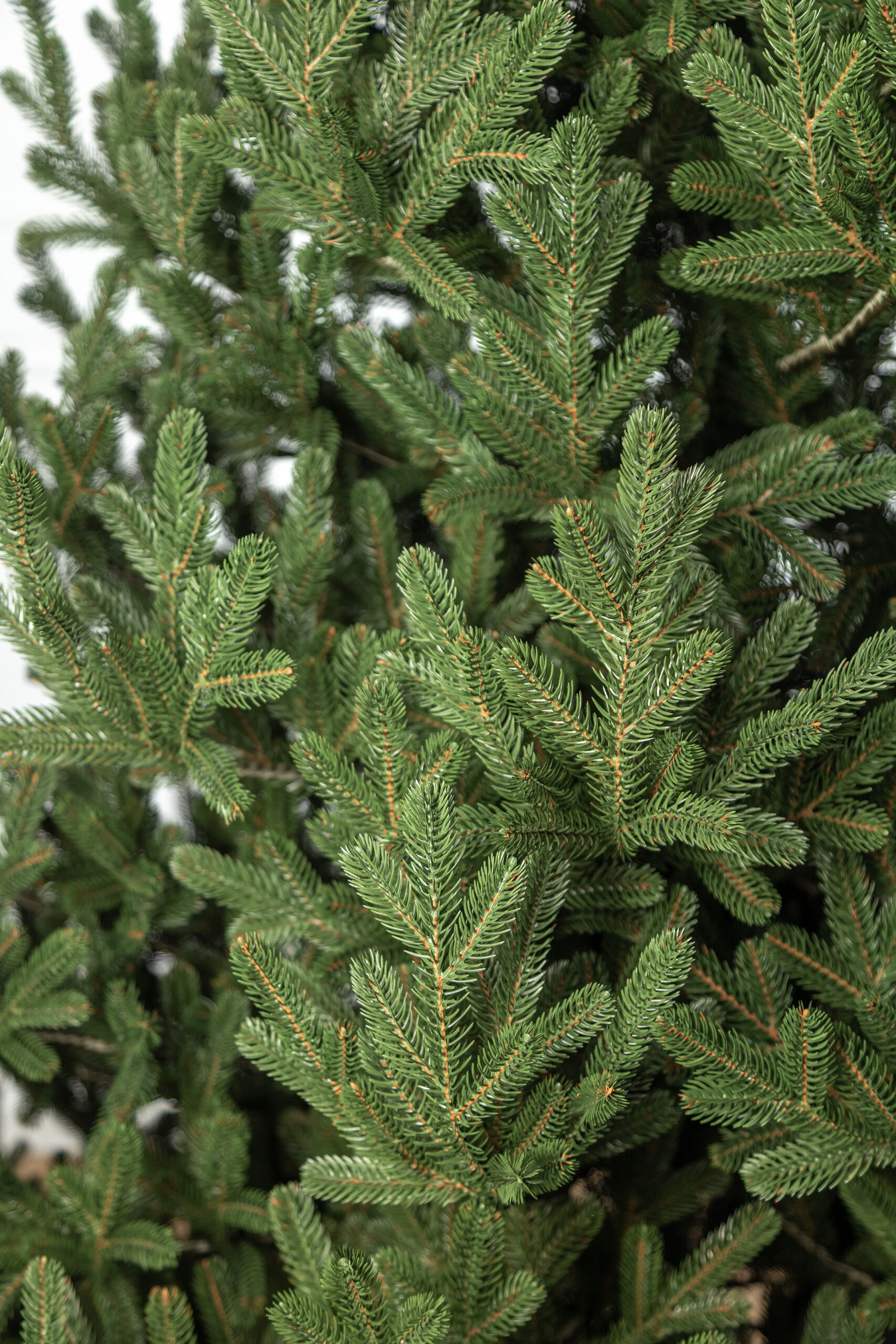 Brad artificial Christmas Deluxe by Sersimo, Viena Select, integral 3D, 230cm Household NewTrend