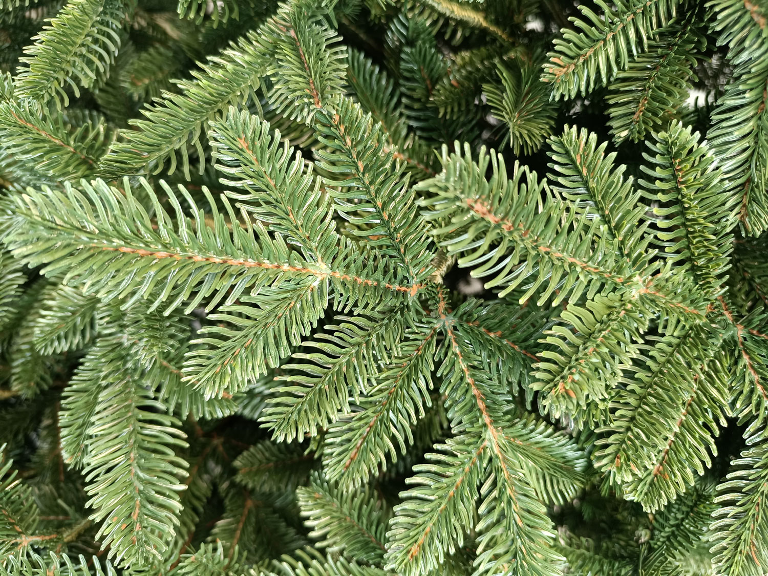 Brad artificial Christmas Deluxe by Sersimo, Canada verde, 3D, 230cm Household NewTrend