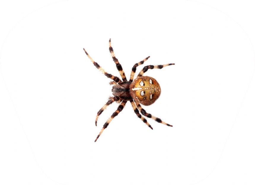 Proiector tip lanterna - Insecte PlayLearn Toys