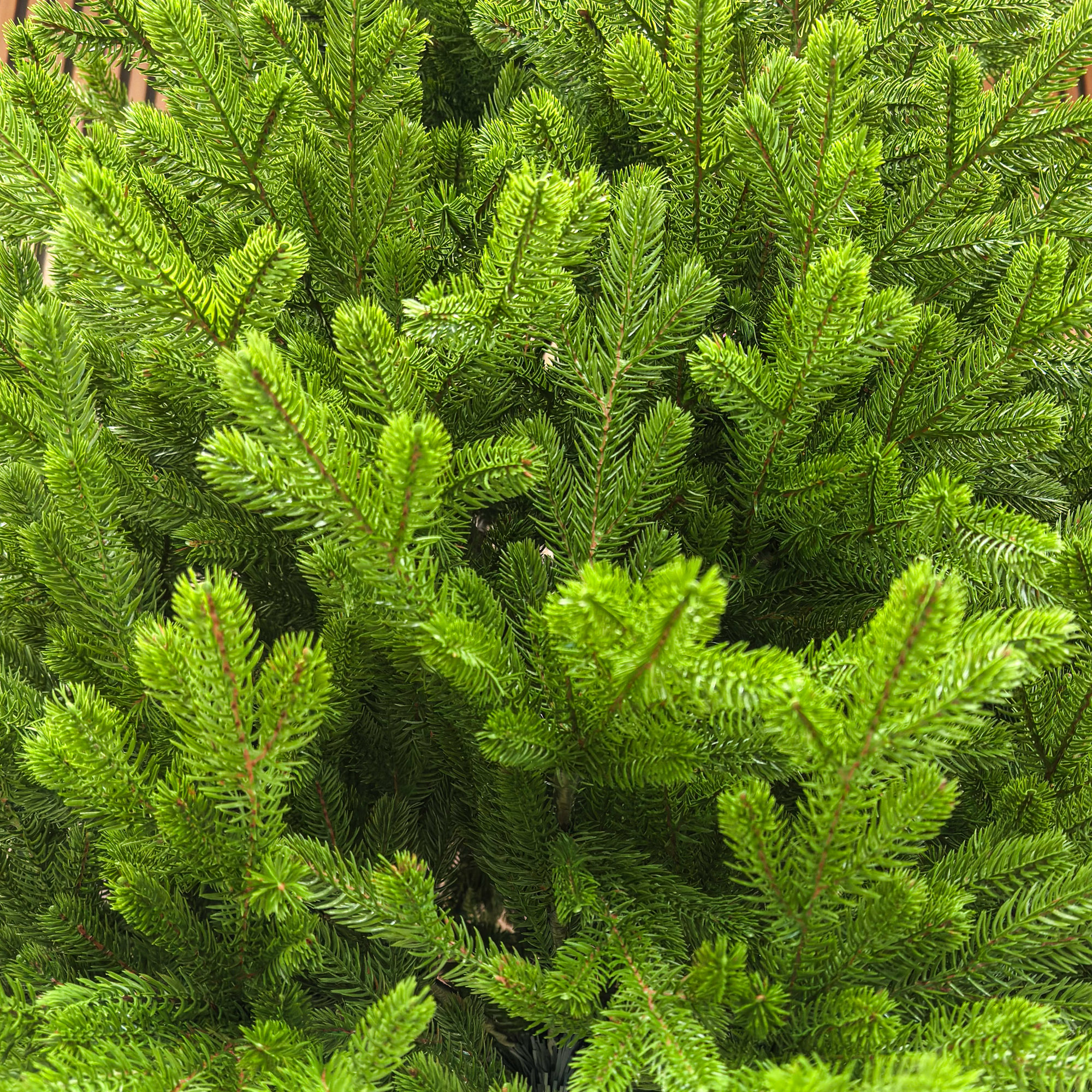 Brad artificial Sersimo, Alindra Elite, verde, integral 3D, 210 cm Household NewTrend