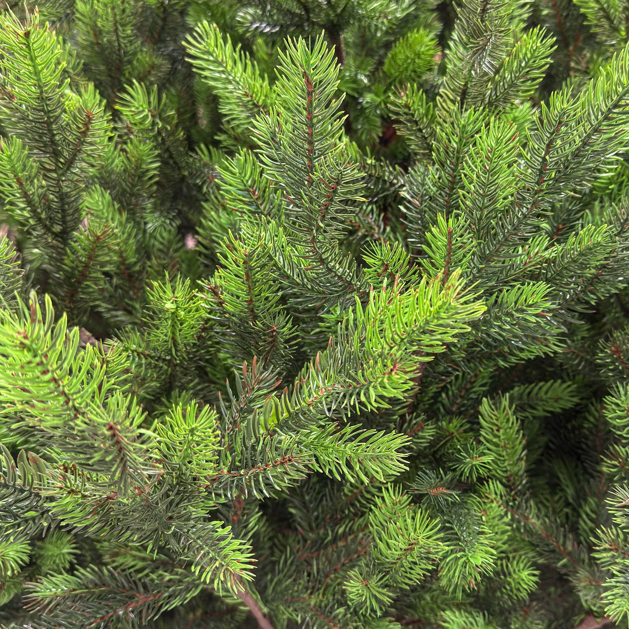 Brad artificial Sersimo, Hollandia, verde cu varfuri verzi, integral 3D, 210 cm Household NewTrend
