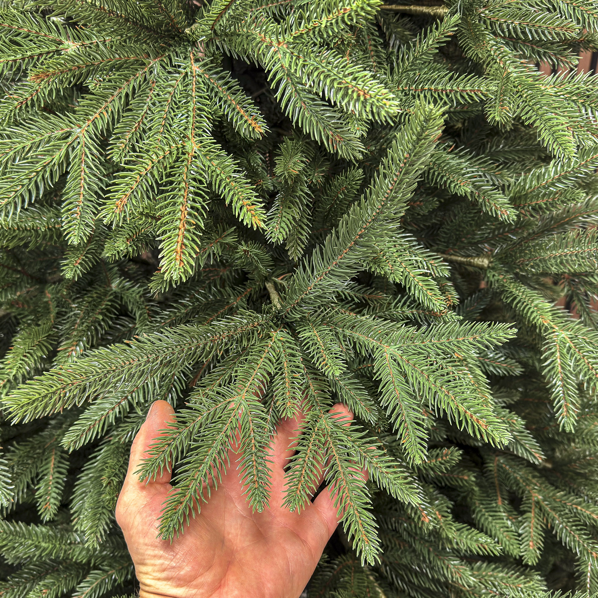 Brad artificial Christmas Deluxe by Sersimo, Alpine, verde, integral 3D, 250 cm Household NewTrend