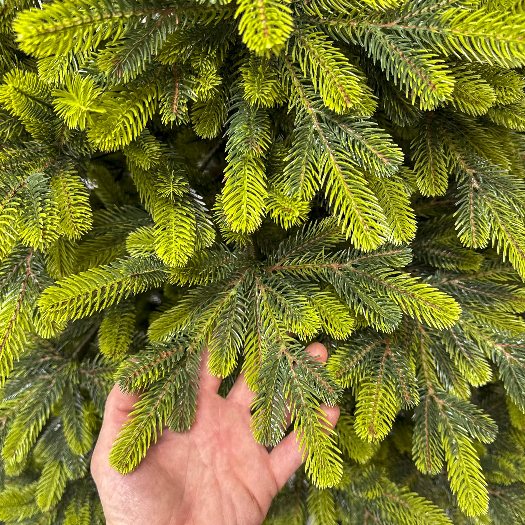 Brad artificial Christmas Deluxe by Sersimo, Polar Spring Select, integral 3D, 230 cm Household NewTrend