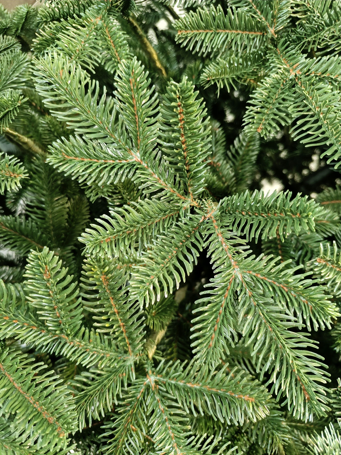 Brad artificial Christmas Deluxe by Sersimo, Canada verde, 3D, 250cm Household NewTrend