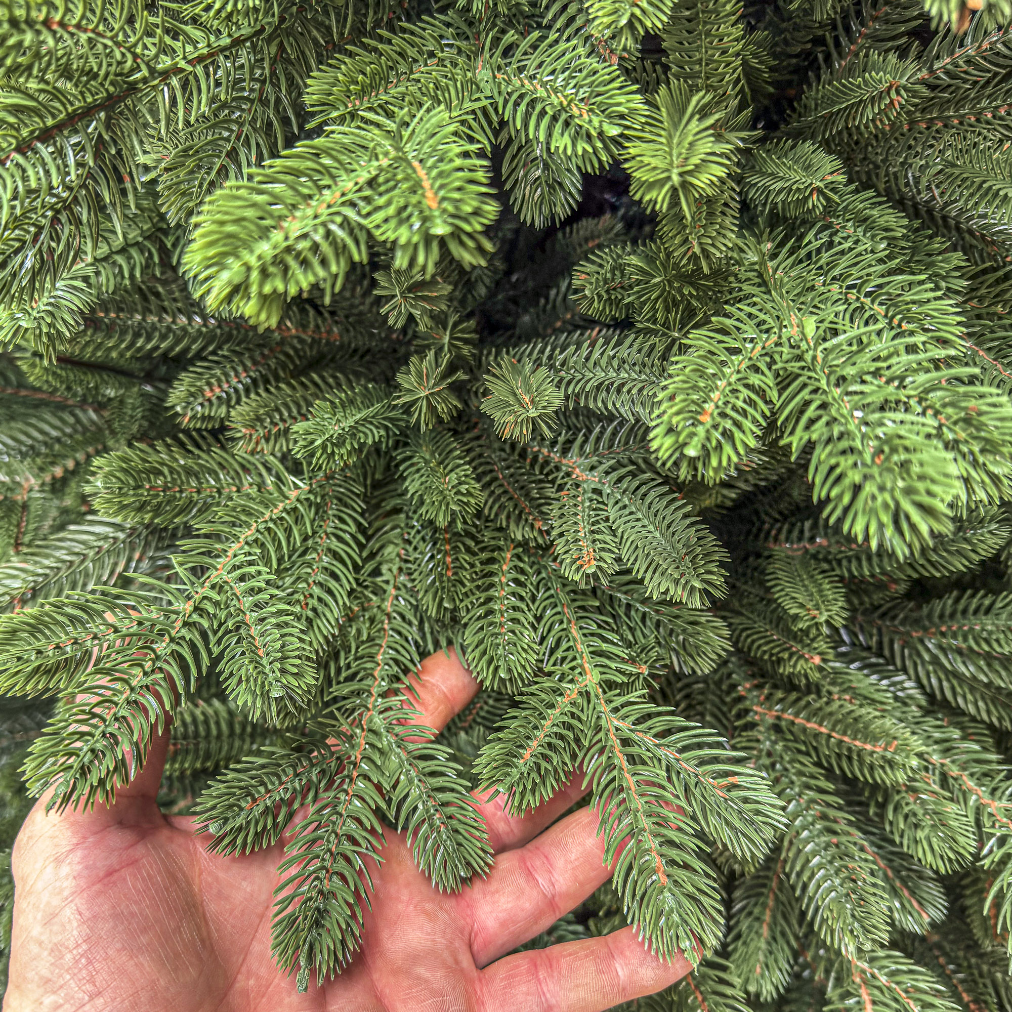 Brad artificial Sersimo, Sionne Elite, verde, integral 3D, 240 cm Household NewTrend