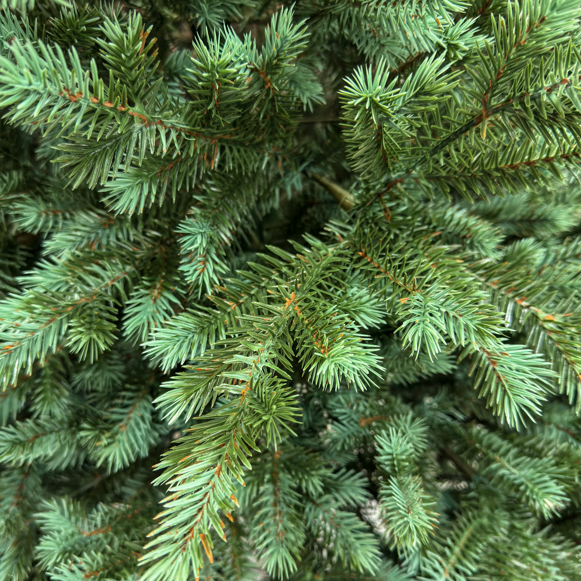 Brad artificial Sersimo, Scandinavia, verde cu varfuri argintii, integral 3D, 180 cm Household NewTrend