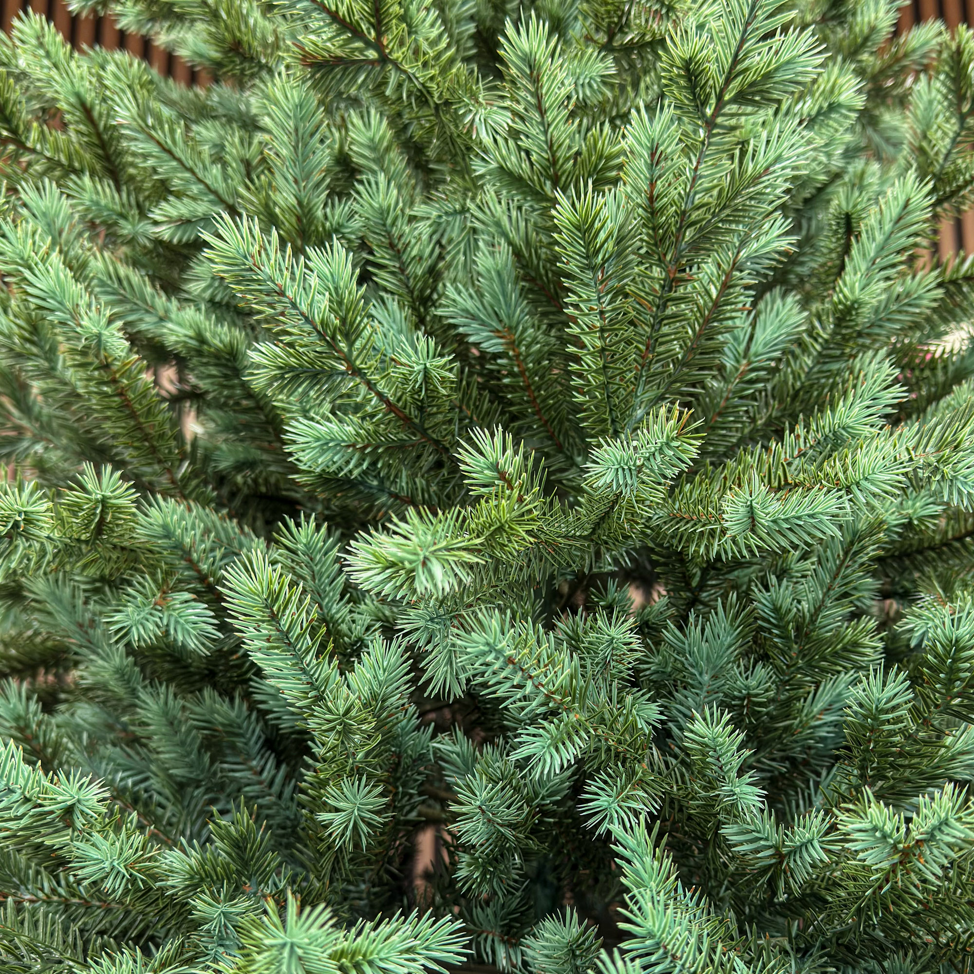 Brad artificial Sersimo, Scandinavia, verde cu varfuri argintii, integral 3D, 180 cm Household NewTrend