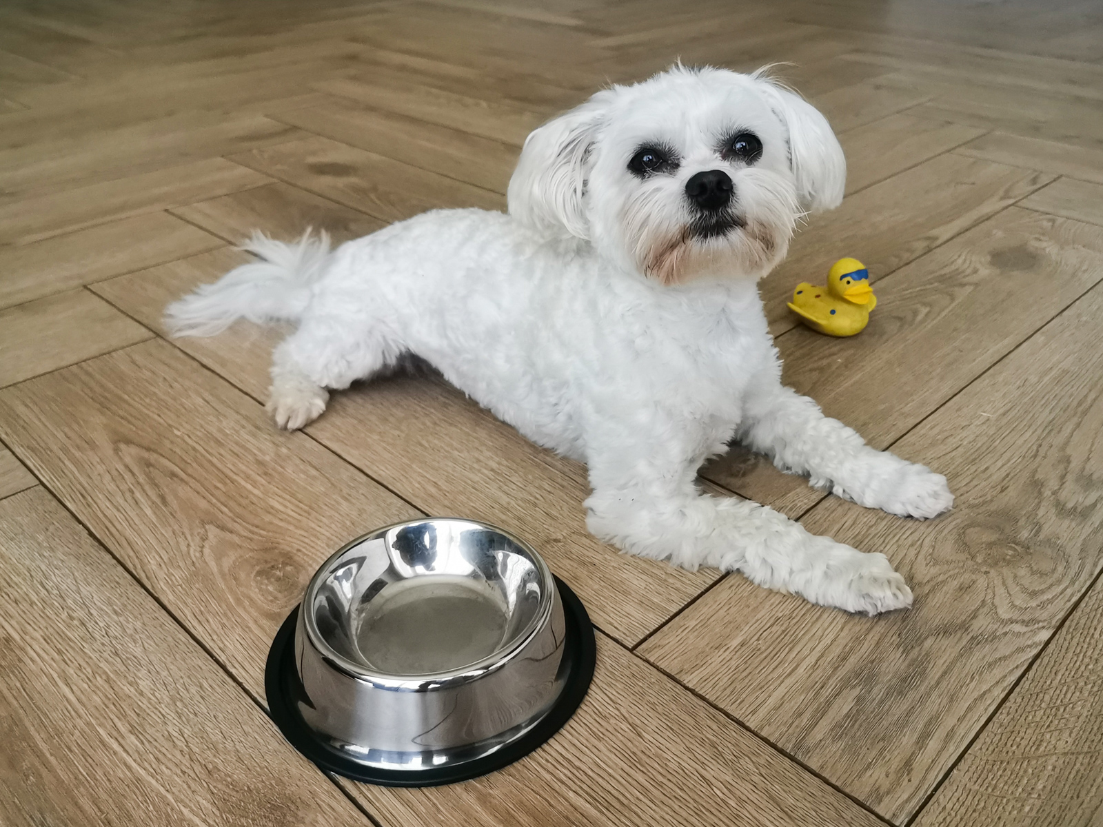 Castron Metalic pentru hranire animale de companie - 22cm FAVLine Selection