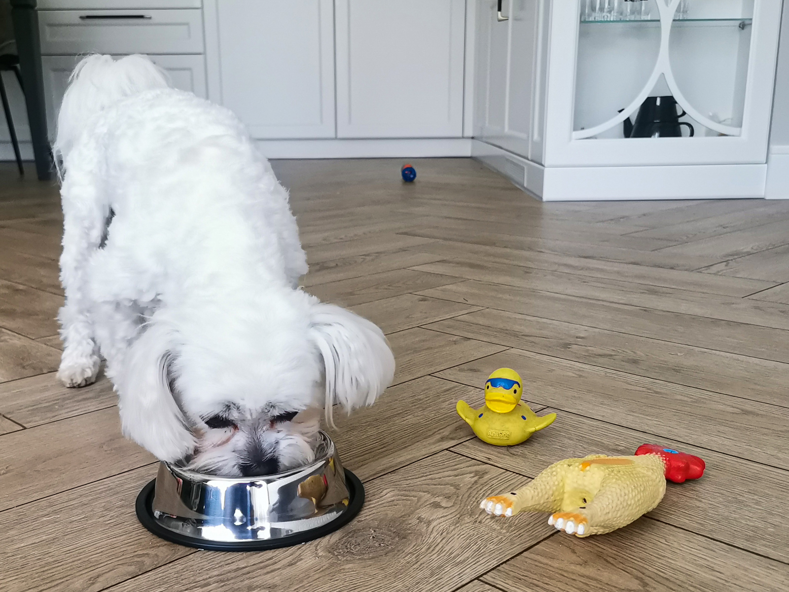 Castron Metalic pentru hranire animale de companie - 29cm FAVLine Selection