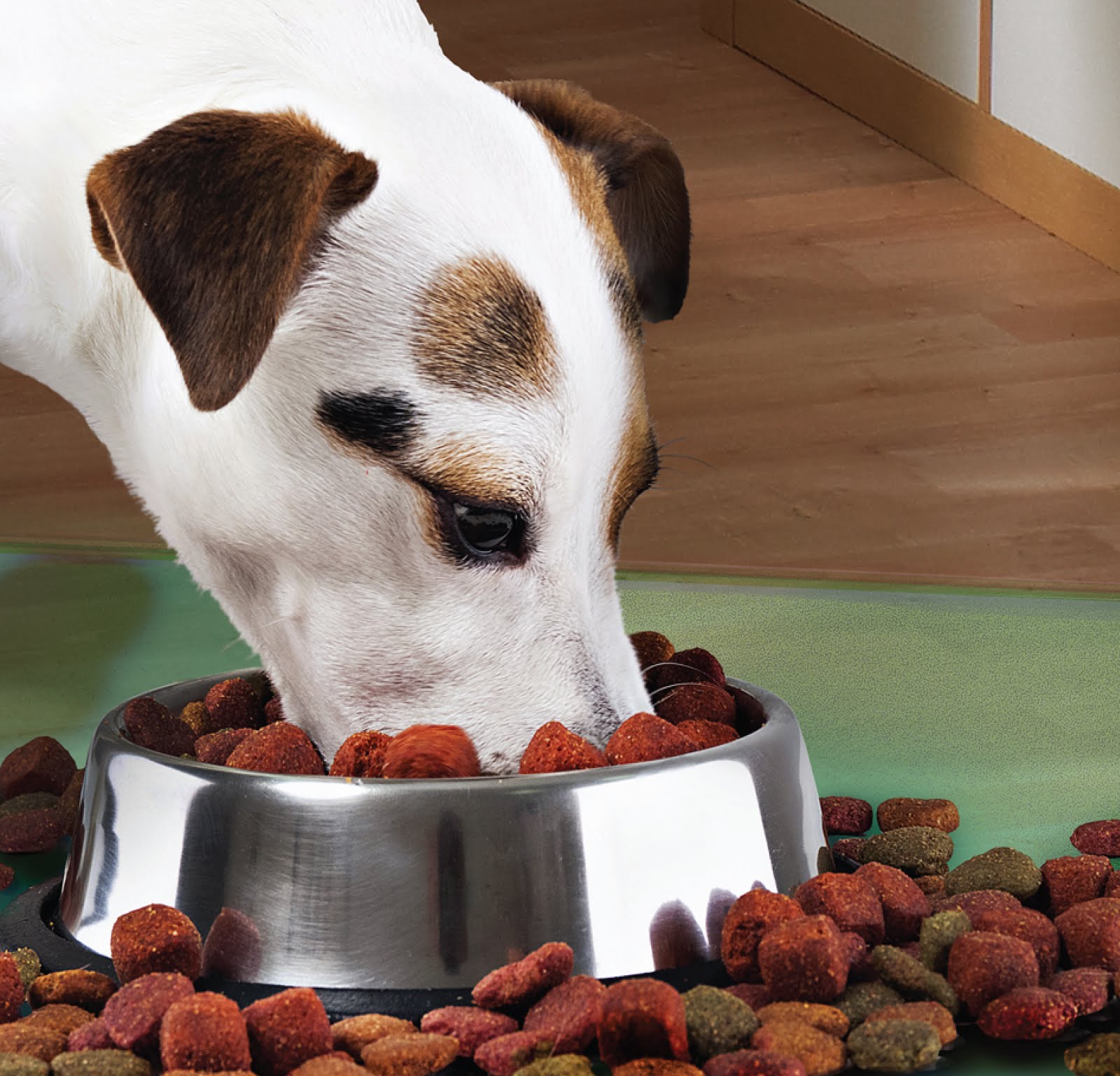 Castron Metalic pentru hranire animale de companie - 29cm FAVLine Selection