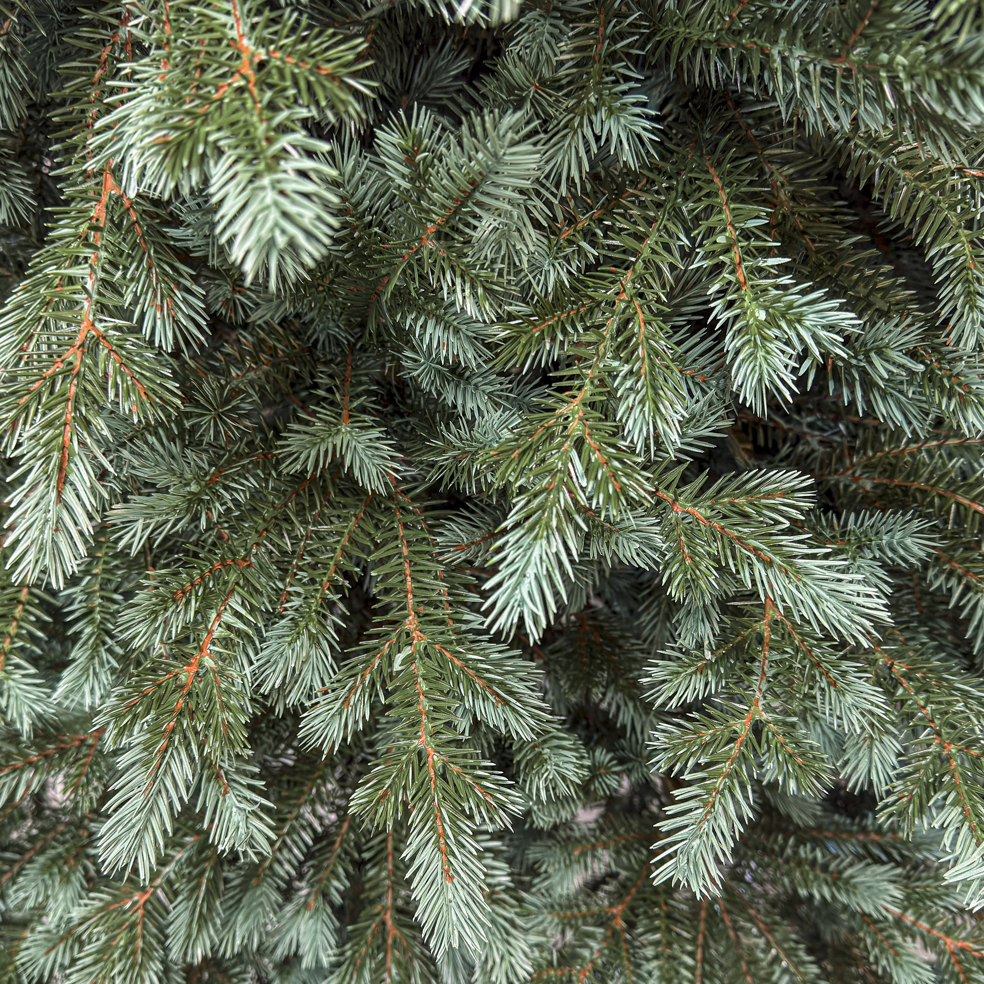 Brad artificial Christmas Deluxe by Sersimo, Alaska Select verde argintiu, integral 3D, 250 cm Household NewTrend