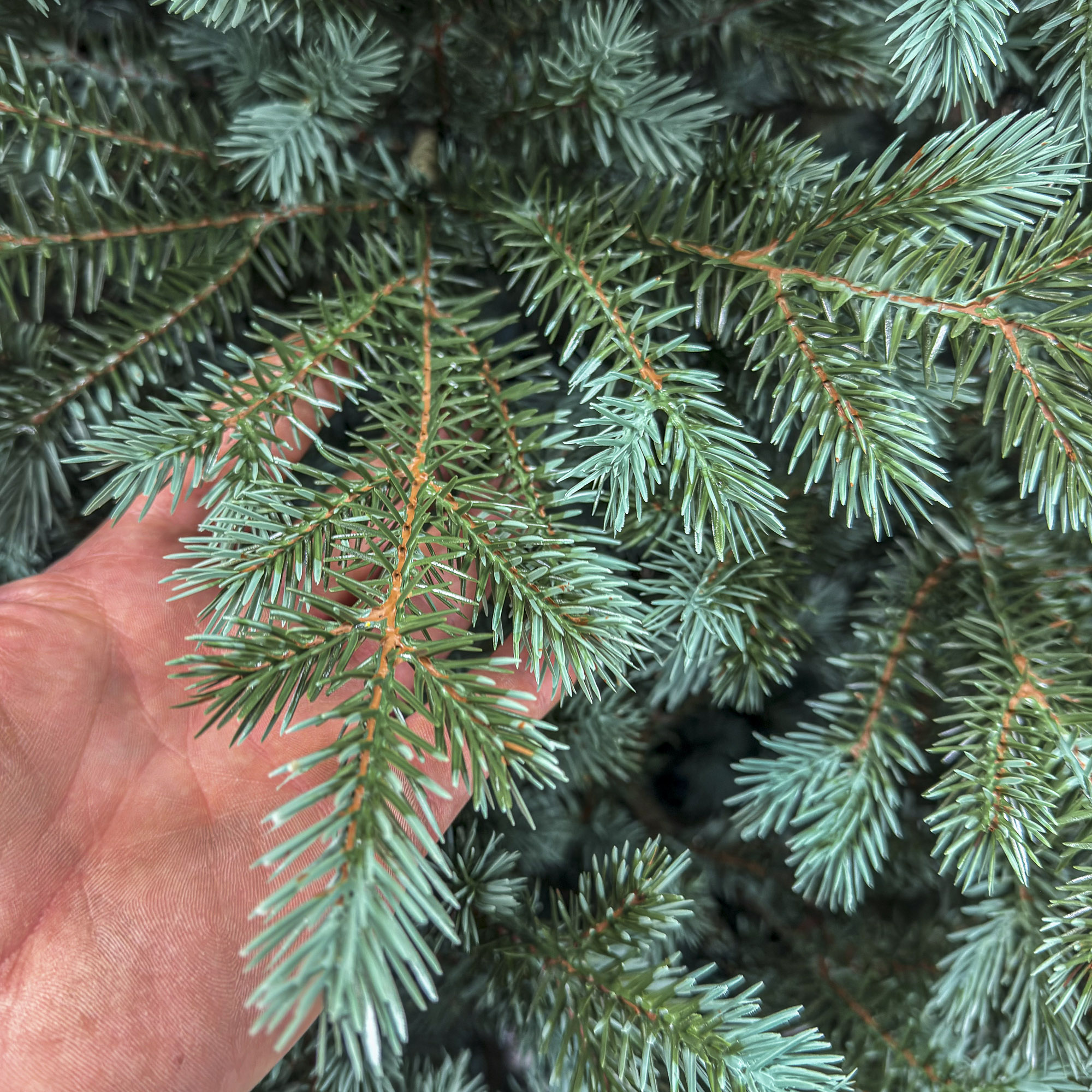 Brad artificial Christmas Deluxe by Sersimo, Alaska Select verde argintiu, integral 3D, 300 cm Household NewTrend