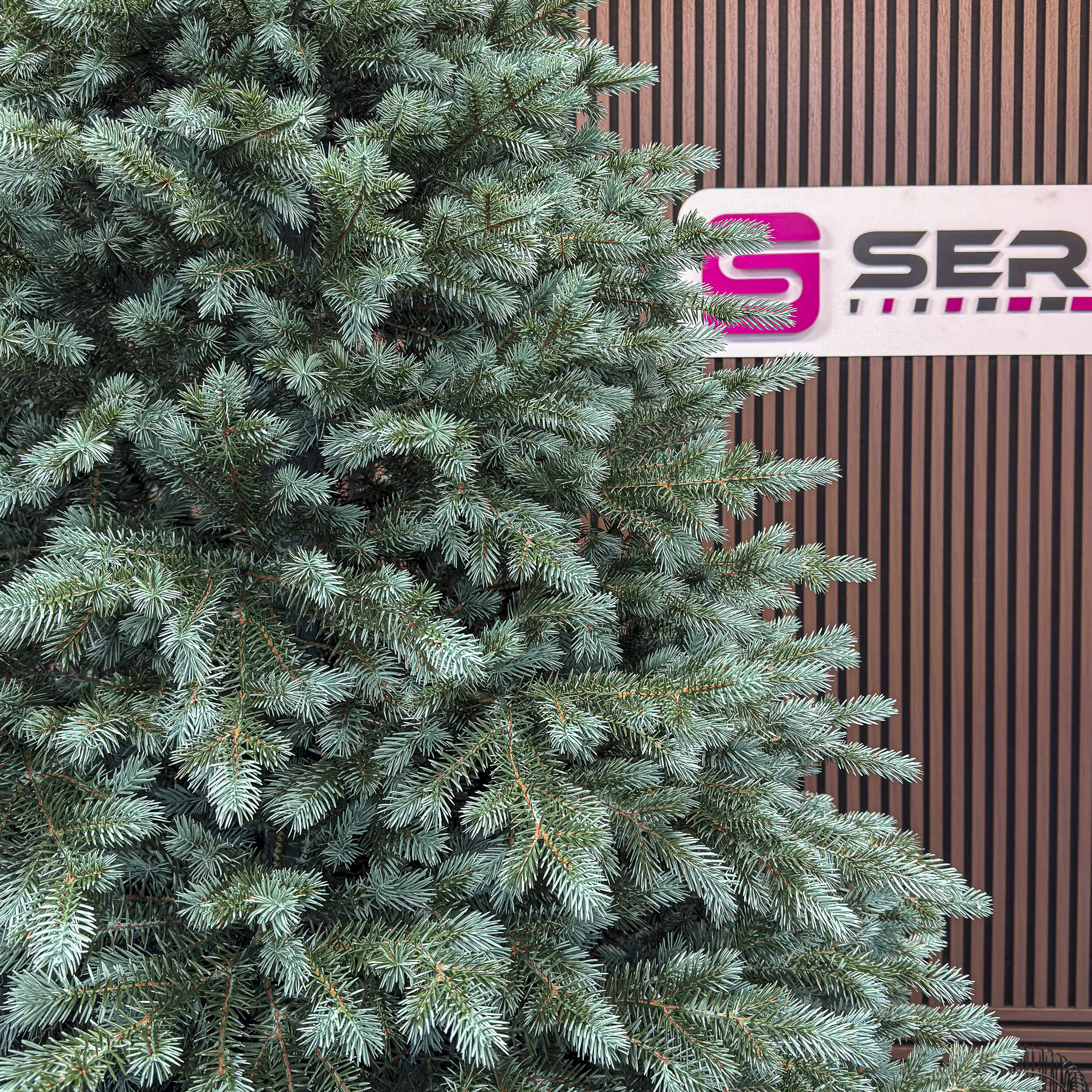 Brad artificial Christmas Deluxe by Sersimo, Alaska Select verde argintiu, integral 3D, 300 cm Household NewTrend