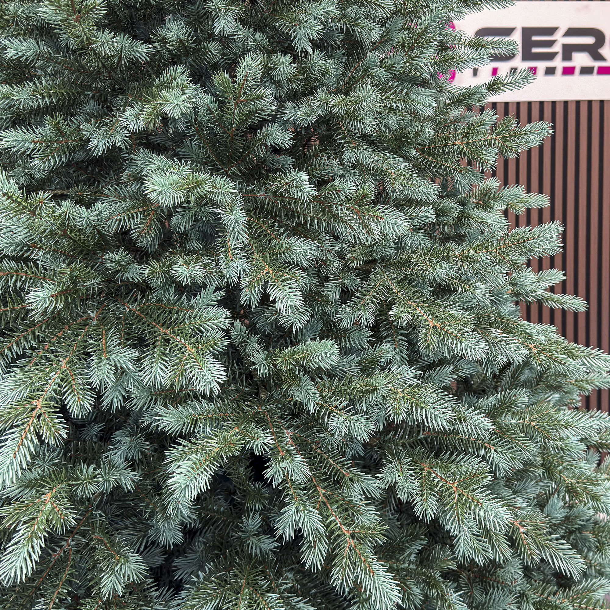 Brad artificial Christmas Deluxe by Sersimo, Alaska Select verde argintiu, integral 3D, 300 cm Household NewTrend