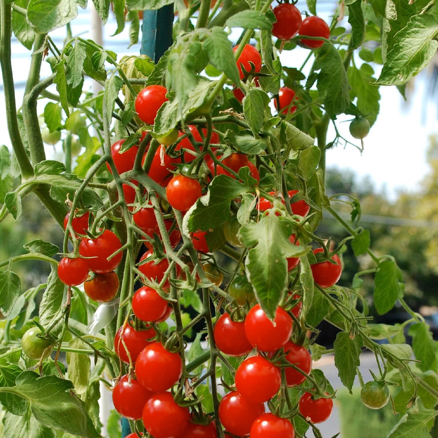 Arac plante, lungime 120 cm, diametru 16 mm, teava otel si plastic MultiMark GlobalProd