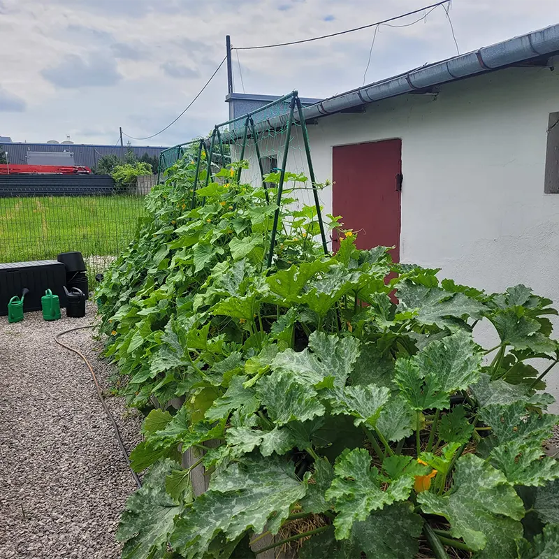 Spalier verde pentru plante cățărătoare, cadru tip A, 150 cm, plasă 1,5x2,6 m