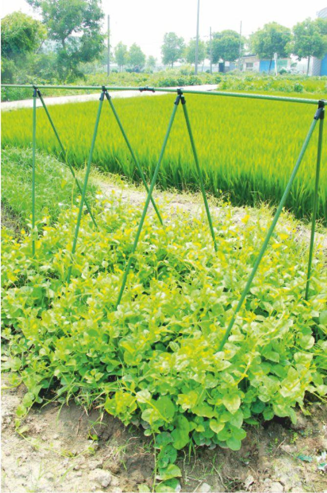 Spalier gradina tip A pentru plante cataratoare, 180 cm, plasa 1,8x3,2 m