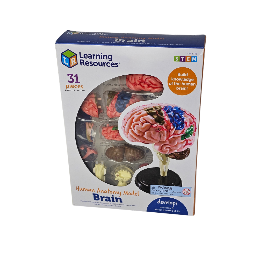 Macheta educativa creier uman cu 31 piese detasabile si stand