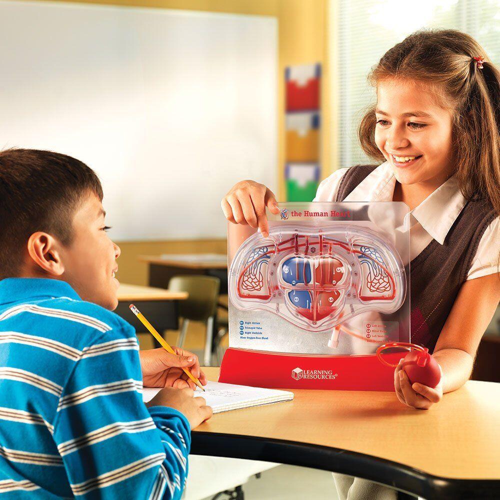 Macheta educativa a inimii cu pompa manuala pentru circulatia sangelui