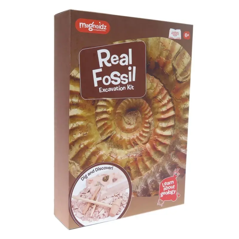 Kit de paleontologie pentru copii cu 5 fosile reale de excavat