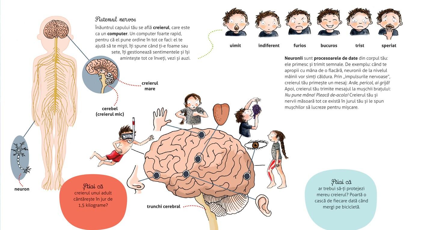Carte ilustrată pentru copii 6+ - Cum funcționează corpul meu, DPH