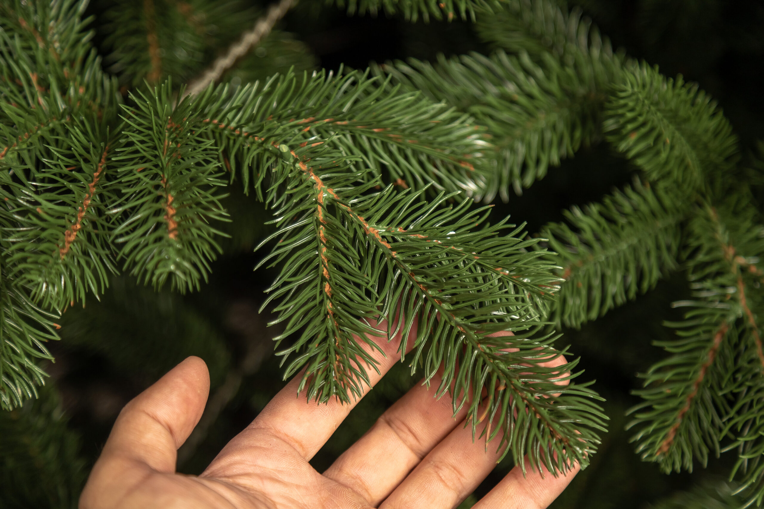 Brad artificial 3D Kovalivka Select Sersimo, 210 cm, suport metalic