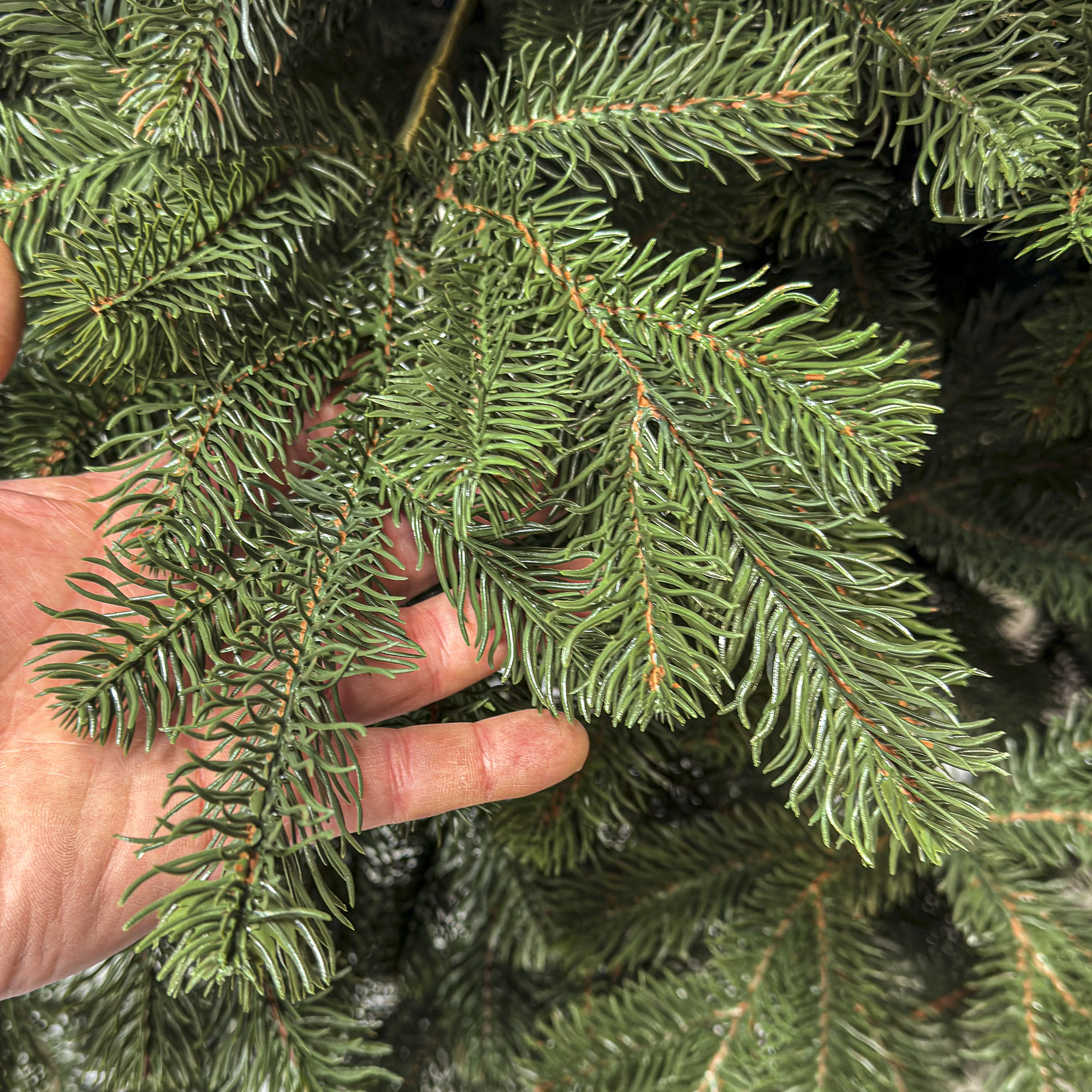 Brad artificial 3D Sersimo Kovalivka Select, 230 cm, suport metalic