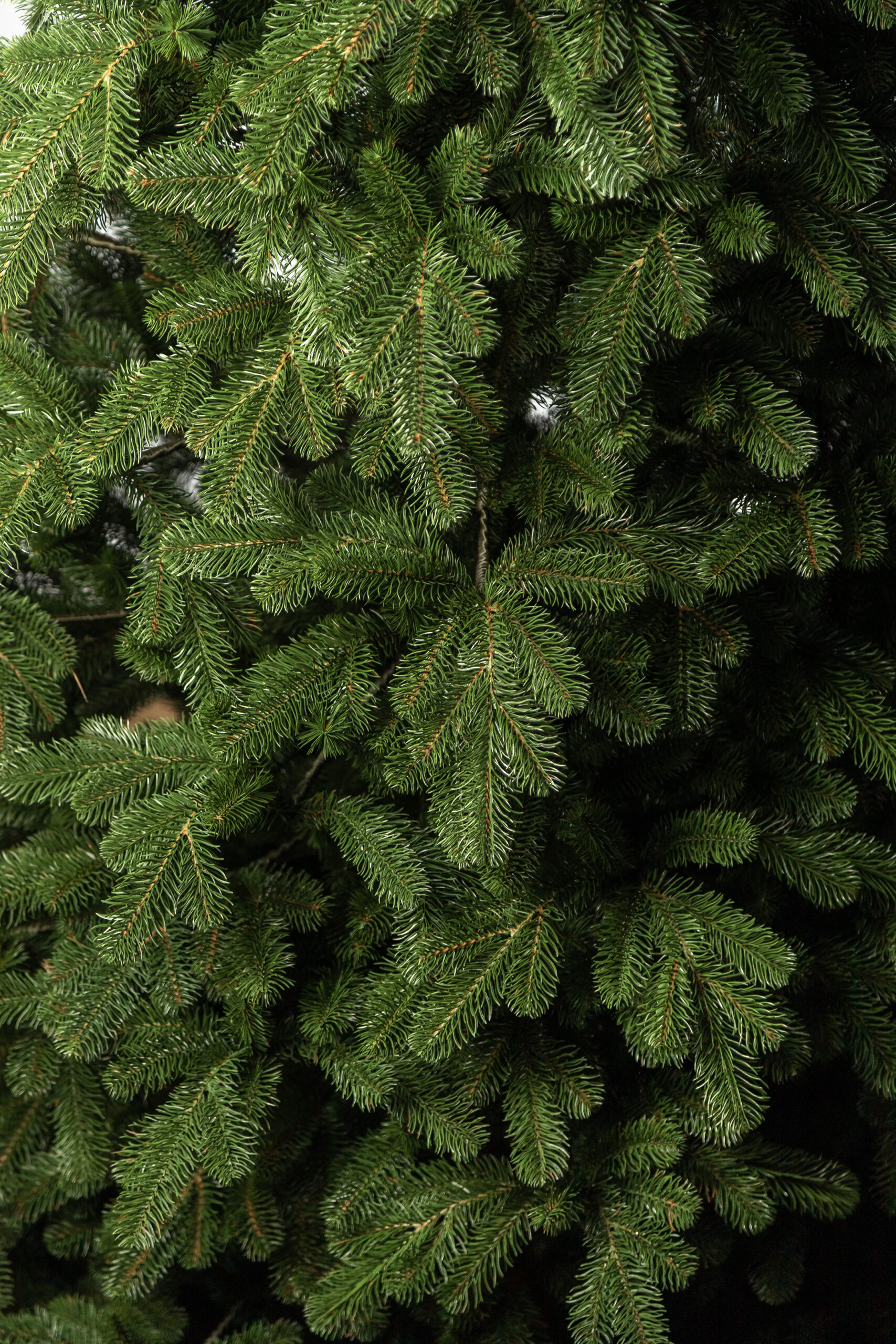 Brad artificial 3D Sersimo Kovalivka Select, 230 cm, suport metalic