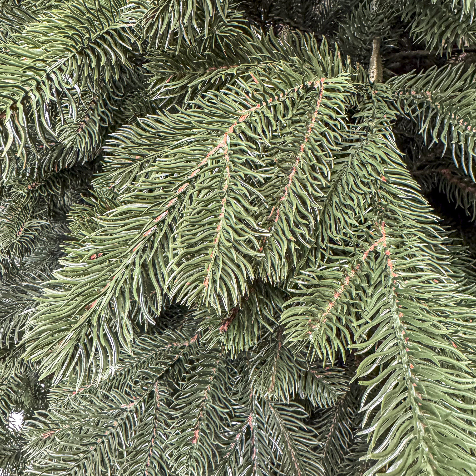 Brad artificial 3D Sersimo Kovalivka Select, 230 cm, suport metalic