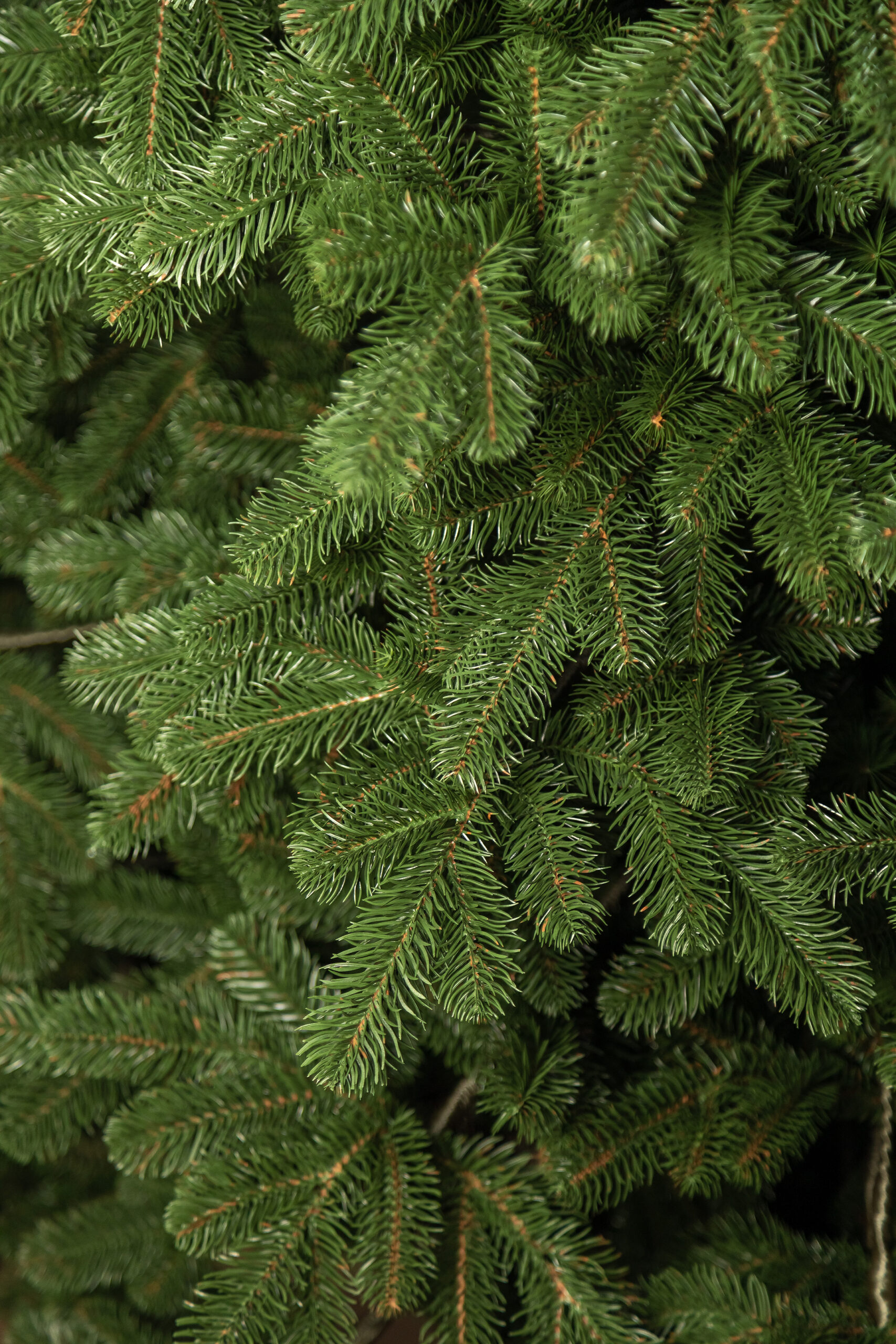 Brad artificial 3D Sersimo Kovalivka Select, 230 cm, suport metalic