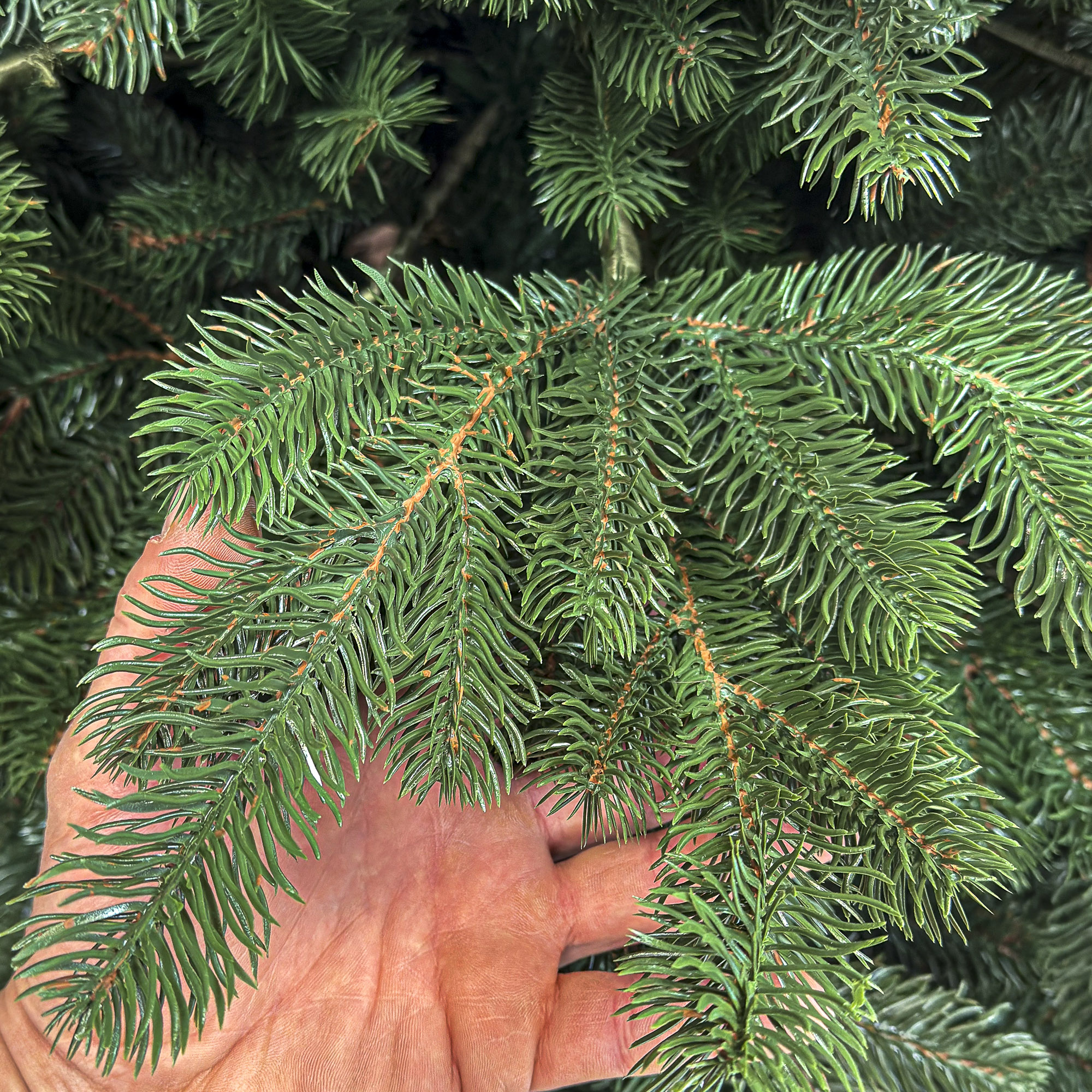 Brad artificial 3D Sersimo Kovalivka Select, 230 cm, suport metalic