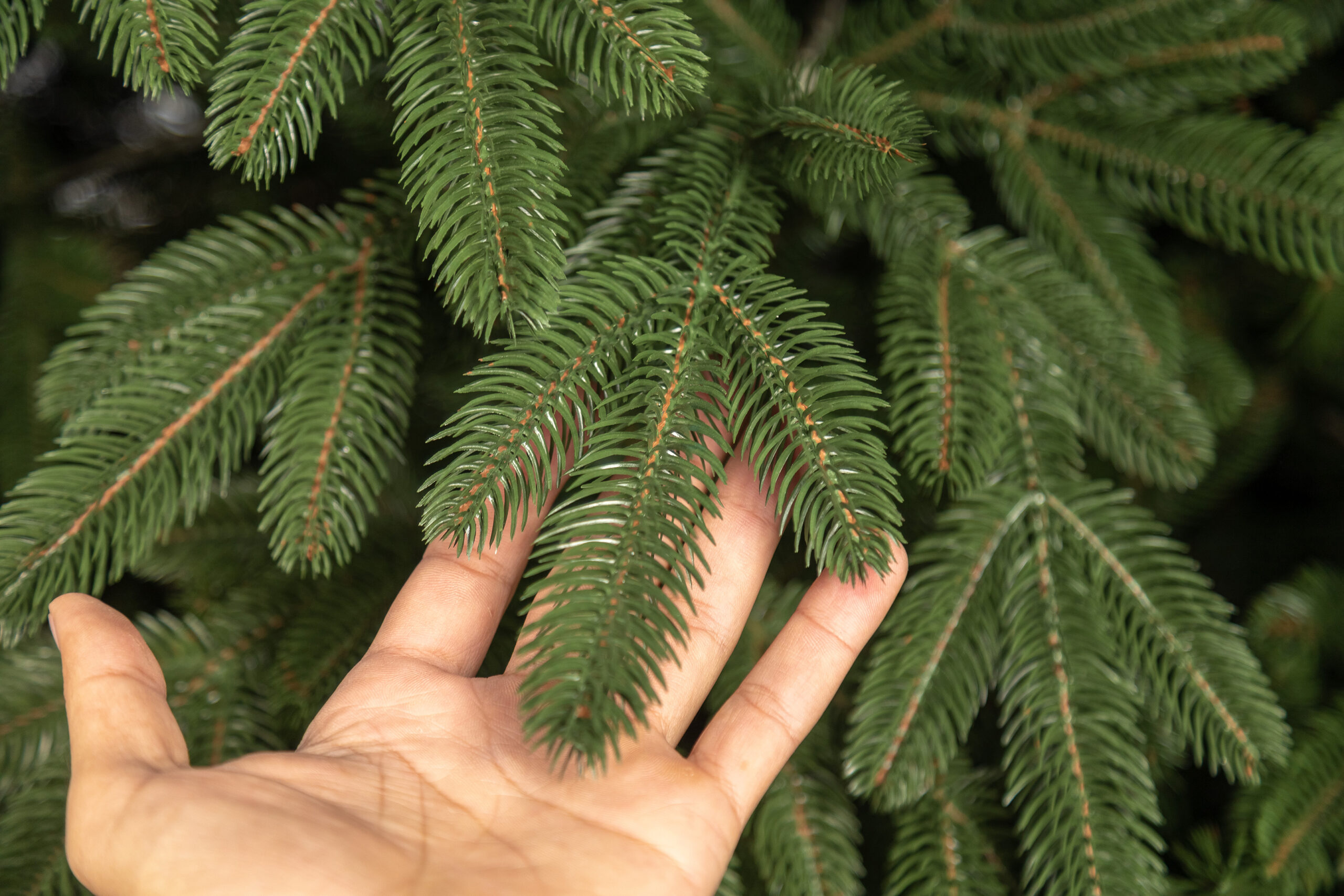 Brad artificial 3D Sersimo Laponia Select, 180 cm, aspect realist