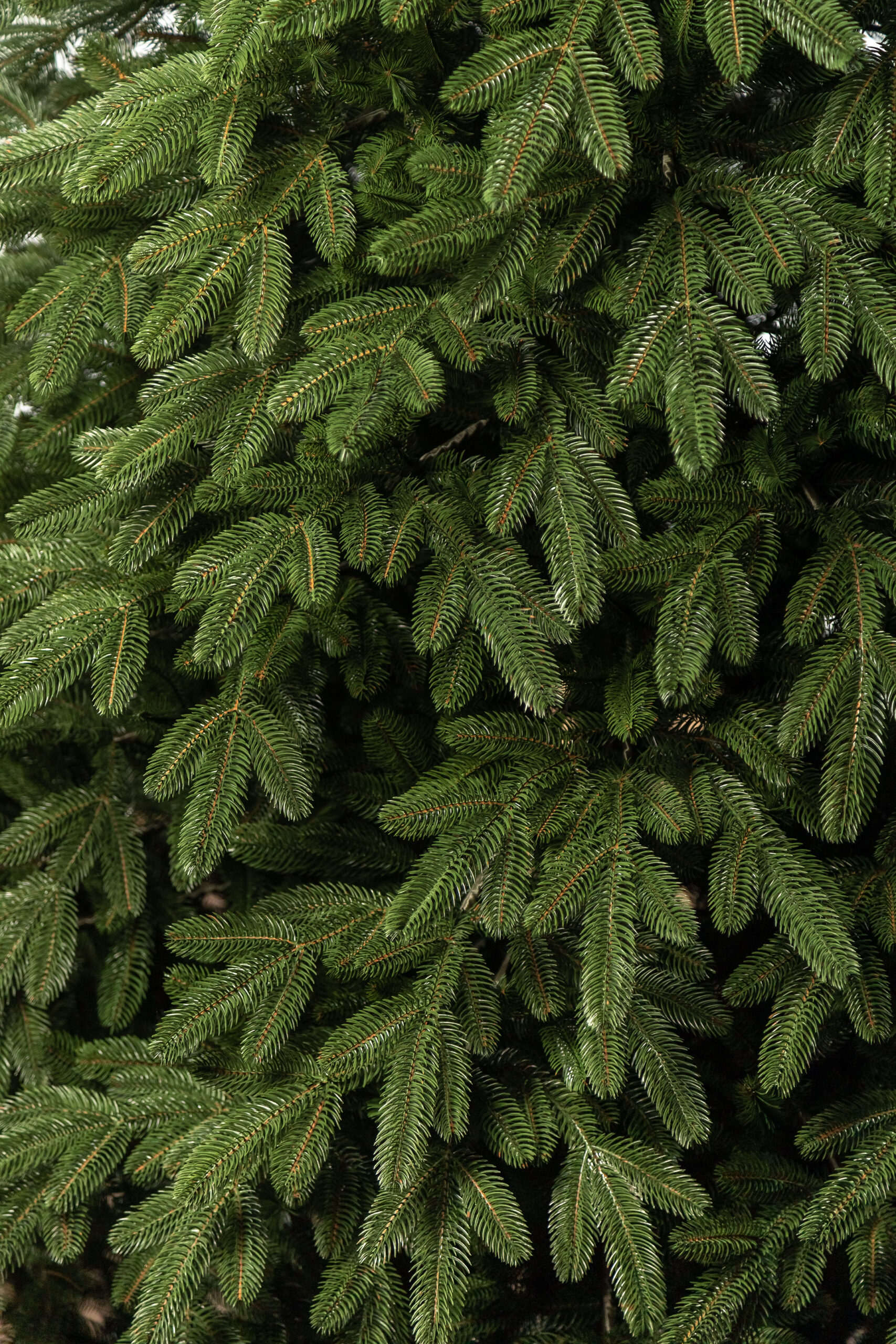 Brad artificial 3D Sersimo Laponia Select, 180 cm, aspect realist