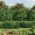 Gard plasă de sârmă cu țăruși de fixare, verde, 1,6x25 m GartenMobel Dekor