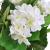 Plantă artificială Hydrangea cu ghiveci, 60 cm, alb GartenMobel Dekor