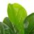 Plantă artificială ficus cu ghiveci, verde, 90 cm GartenMobel Dekor