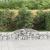 Coșuri gabion arcuite, 13 buc., 300x30x40/60cm, fier galvanizat GartenMobel Dekor