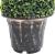 Plantă artificială de cimișir cu ghiveci, verde, 59 cm, spirală GartenMobel Dekor